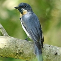 Juvenile Leaden Flycatcher in Lake St (North Cairns Reserve) ナマリヒラハシ<br />Canon EOS 7D MK2 + EF400 F5.6